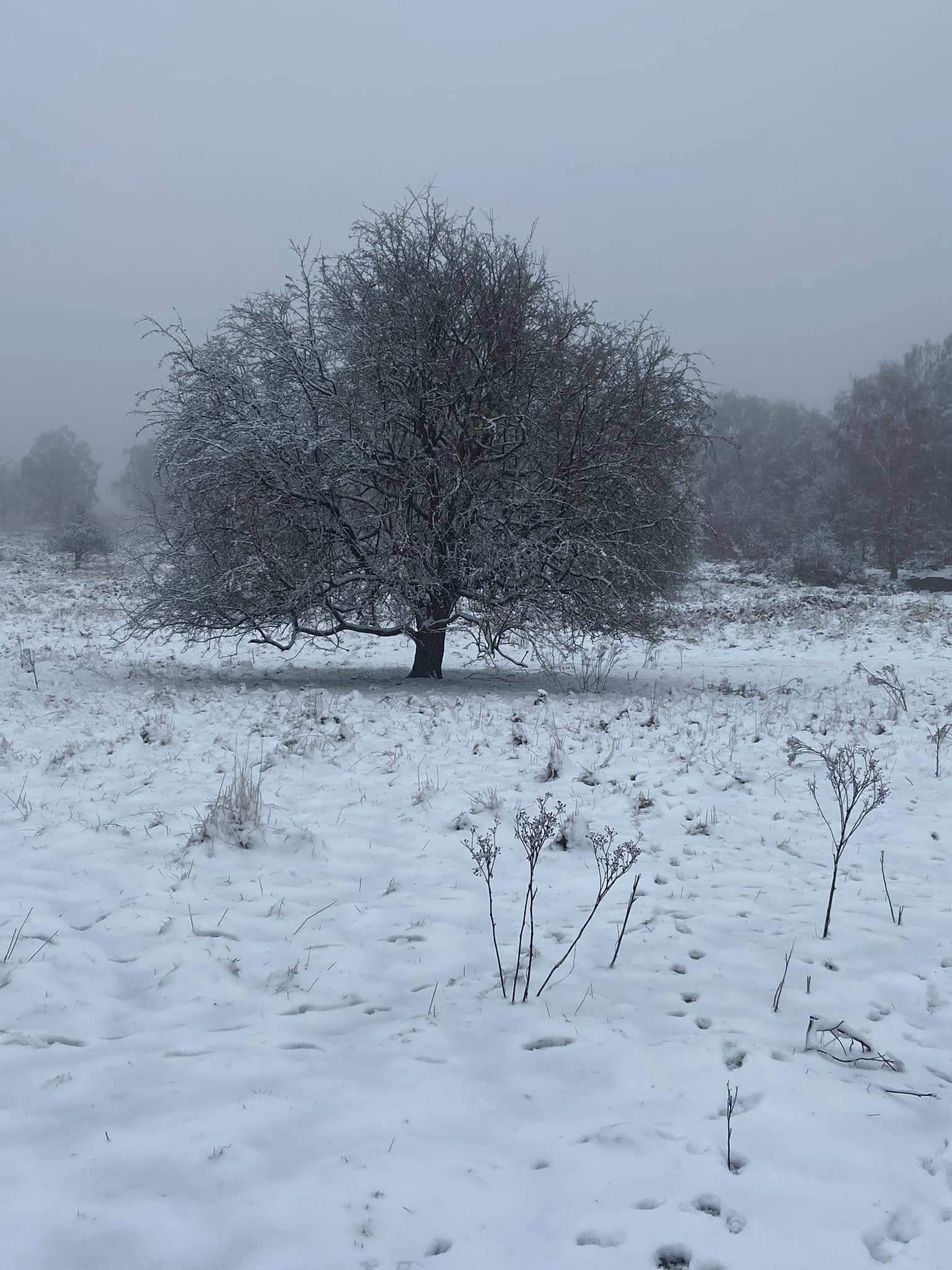 Cannock Chase